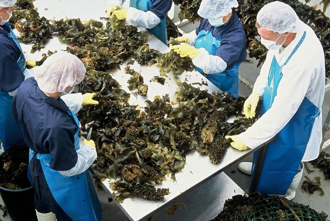 High-quality fucoidan is gently extracted to preserve its natural bioactive properties.